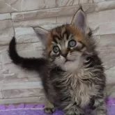 メインクーン【大阪府・男の子・2024年7月1日・ブラウンマッカレルタビー】の写真3