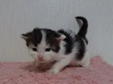 メインクーン【大阪府・男の子・2018年4月14日・ブラウンタビー&ホワイト】の写真3「優しいお顔です。」