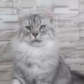 メインクーン【大阪府・男の子・2024年1月10日・シルバーマッカレルタビー】の写真3