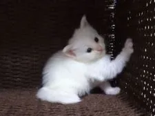 メインクーン【大阪府・女の子・2018年3月23日・ホワイトソリッド】の写真3