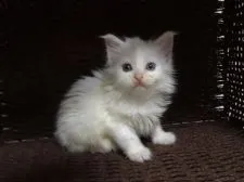 メインクーン【大阪府・男の子・2018年2月18日・ホワイトソリッド (ゴールドアイ)】の写真3