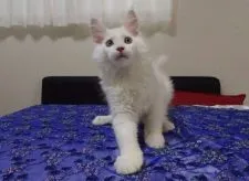 メインクーン【大阪府・男の子・2018年6月30日・ホワイトソリッド】の写真4「がっしりしています。」