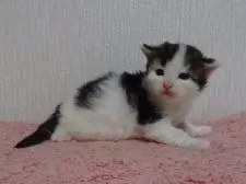 メインクーン【大阪府・男の子・2018年4月14日・ブラウンタビー&ホワイト】の写真4「とにかくムチムチくん。」