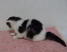 メインクーン【大阪府・男の子・2018年4月14日・ブラウンタビー&ホワイト】の写真5「ホワイト多めです。」