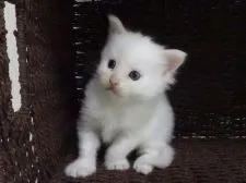 メインクーン【大阪府・女の子・2018年3月23日・ホワイトソリッド】の写真5