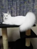 メインクーン【大阪府・男の子・2019年8月29日・ホワイトソリッド】の写真5「ホワイトの父猫」