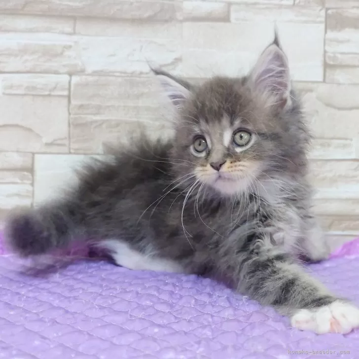 J.S 様のお迎えした子猫