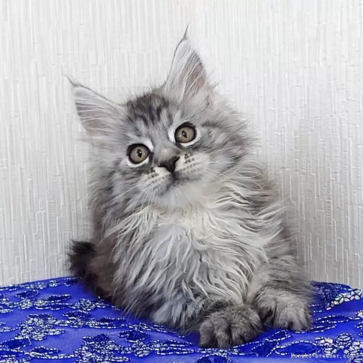 T.K 様のお迎えした子猫