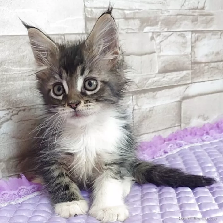 ID：2505-03046の子猫