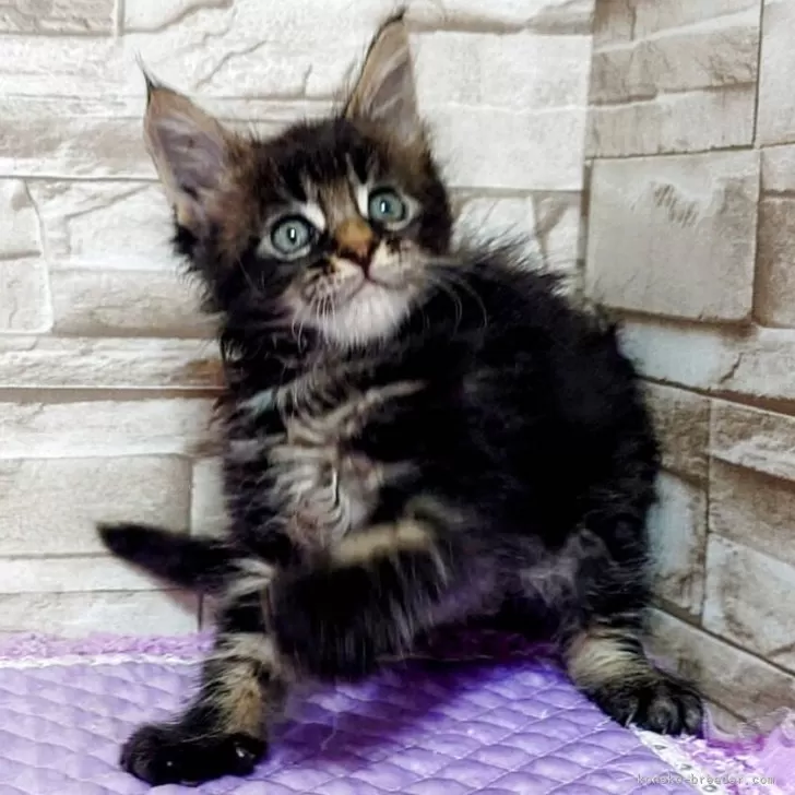 ID：2507-01947の子猫