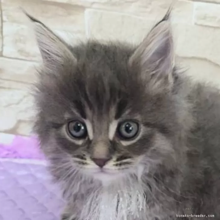 TTT 様のお迎えした子猫