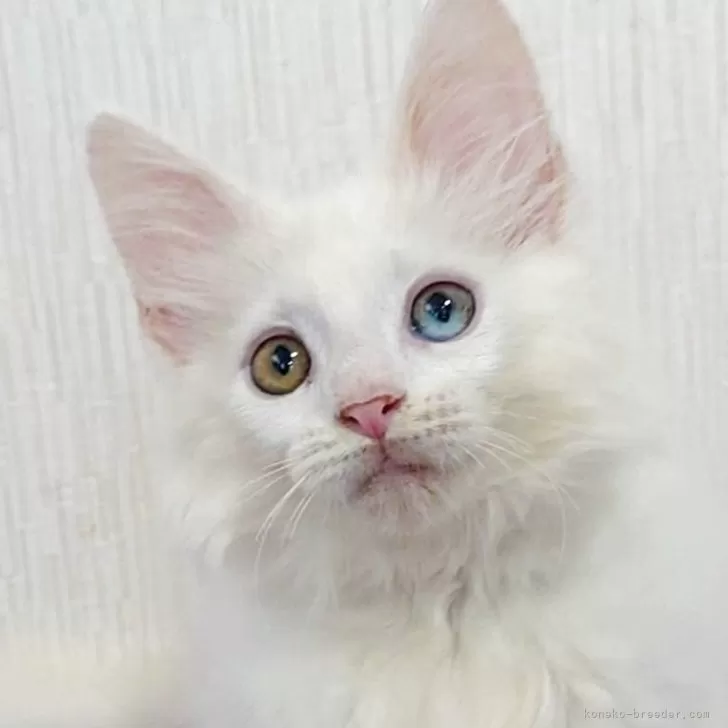 オリーブ 様のお迎えした子猫
