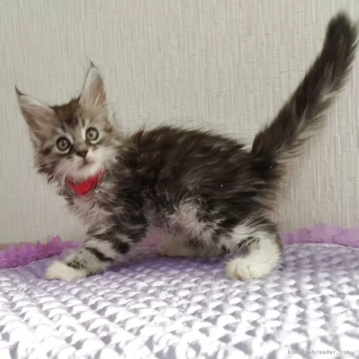 ID:2508-02767の子猫