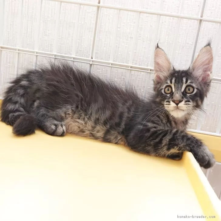 ID:2505-02809の子猫