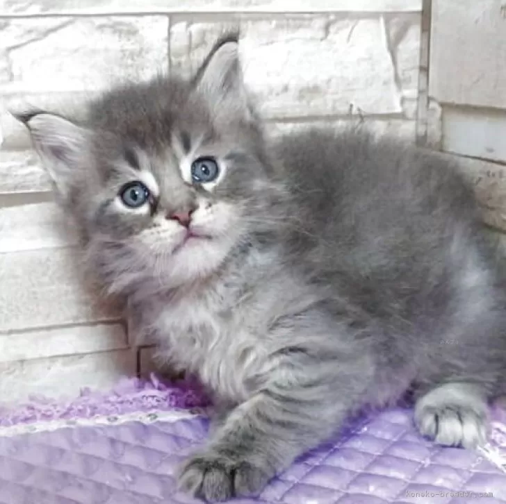 ID:2505-02484の子猫
