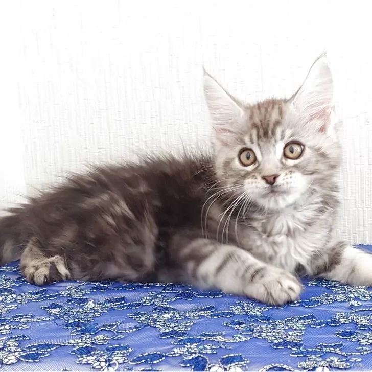 メインクーン【大阪府・男の子・2025年8月19日・シルバータビー】の写真1