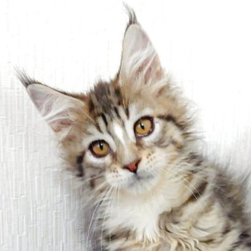 メインクーン【大阪府・女の子・2025年9月11日・ブラウンマッカレルタビー&ホワイト（もふもふのロングヘア）】の写真「可愛らしい女の子」