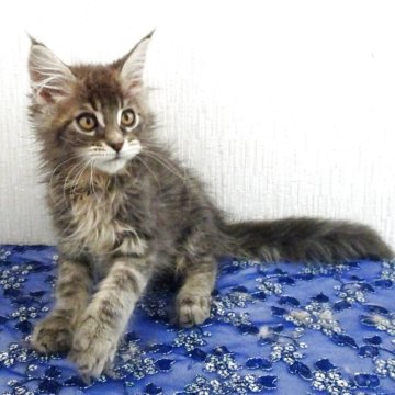 メインクーン【大阪府・女の子・2025年8月19日・ブルータビー（もふもふのロングヘア）】の写真「超～美人さん」