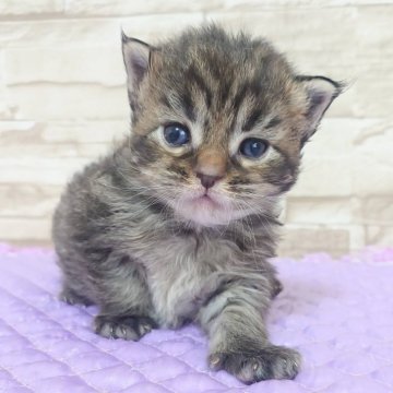 メインクーン【大阪府・女の子・2025年2月17日・ブラウンマッカレルタビー（もふもふ）】の写真「美人さんです♡」