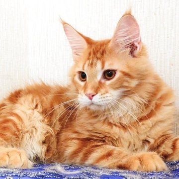 メインクーン【大阪府・男の子・2025年6月24日・レッドタビー（もふもふのロングヘア）】の写真「甘えん坊さん」