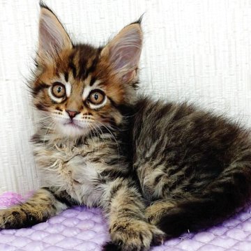 メインクーン【大阪府・男の子・2026年1月30日・ブラウンマッカレルタビー（もふもふのロングヘア）】の写真「可愛らしい男の子」