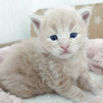 メインクーン【大阪府・男の子・2025年5月5日・クリームタビー（サラサラのロングヘア）】の写真「大きな男の子♡」