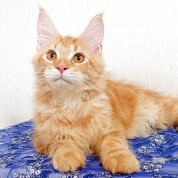 メインクーン【大阪府・男の子・2025年6月24日・レッドタビー（もふもふのロングヘア）】の写真「甘えん坊さん」