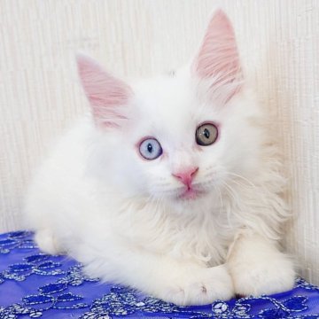 メインクーン【大阪府・男の子・2025年8月19日・ホワイトソリッド（もふもふ）】の写真「大きな子♡オッドアイのしろくま」