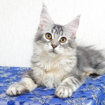 メインクーン【大阪府・女の子・2025年6月30日・シルバータビー（もふもふのロングヘア）】の写真「元気いっぱいの甘えん坊さんです」