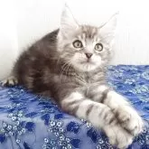 メインクーン【大阪府・男の子・2025年8月19日・シルバータビー】の写真2