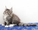 メインクーン【大阪府・女の子・2025年9月17日・ブラウンマッカレルタビー&ホワイト】の写真4