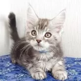 メインクーン【大阪府・男の子・2025年8月19日・シルバータビー】の写真6