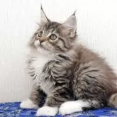 メインクーン【大阪府・女の子・2025年9月17日・ブラウンマッカレルタビー&ホワイト】の写真7