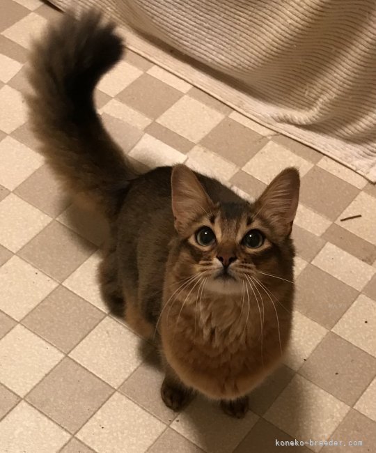 ソマリ【・女の子・2023年8月19日・ルディー】