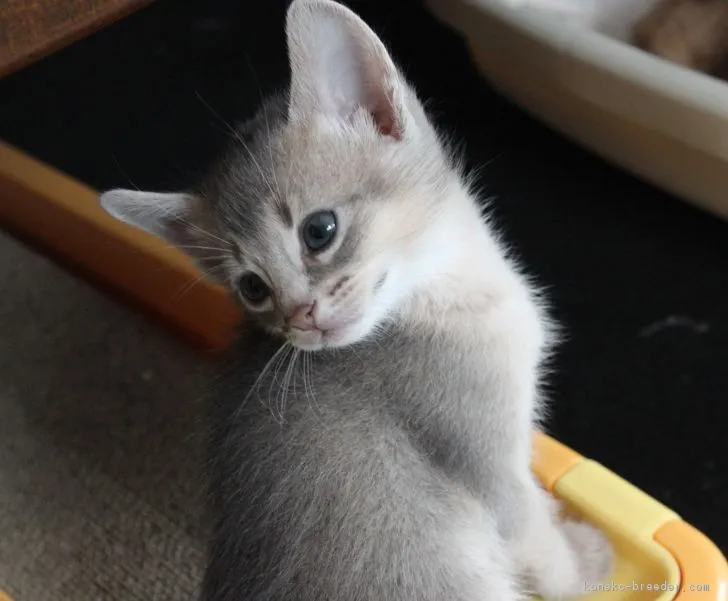 ID：1704-01156の子猫