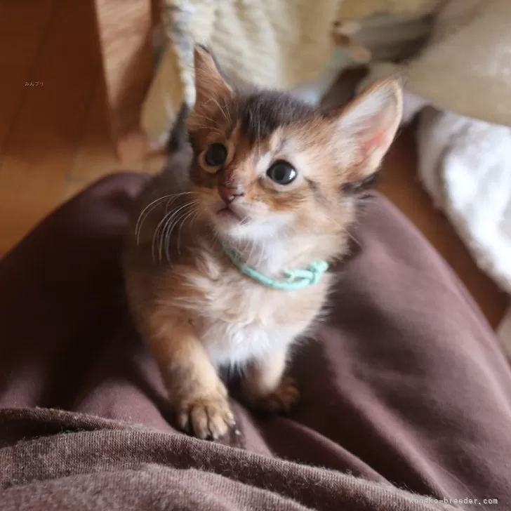 ID：2404-00399の子猫