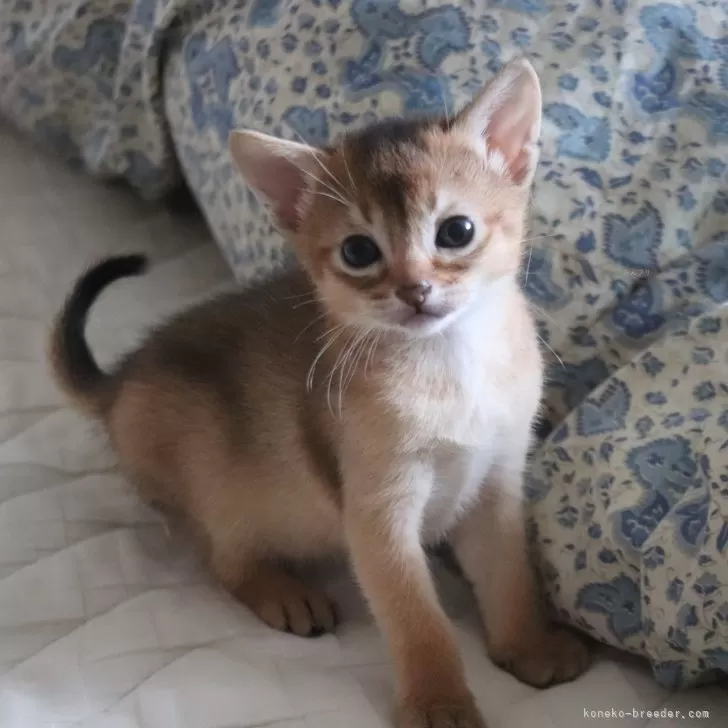 ID：2405-02445の子猫