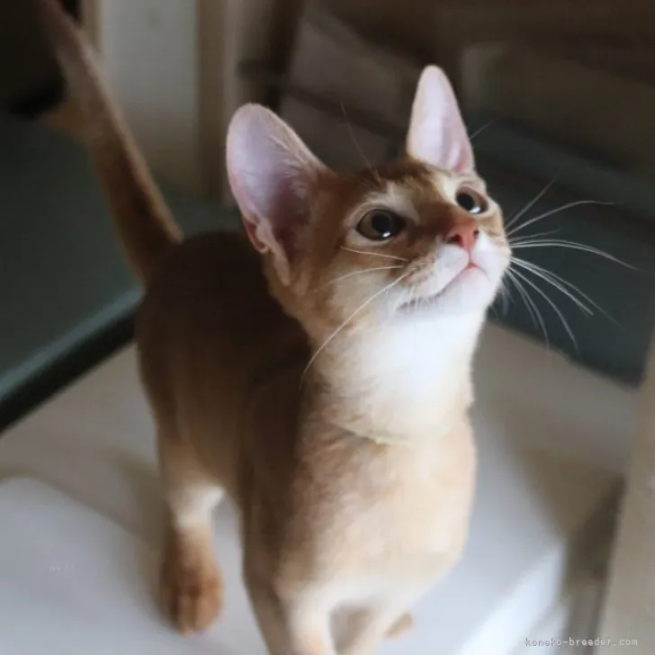 ID:2306-03443の子猫
