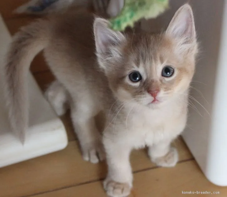 ID:2101-01107の子猫