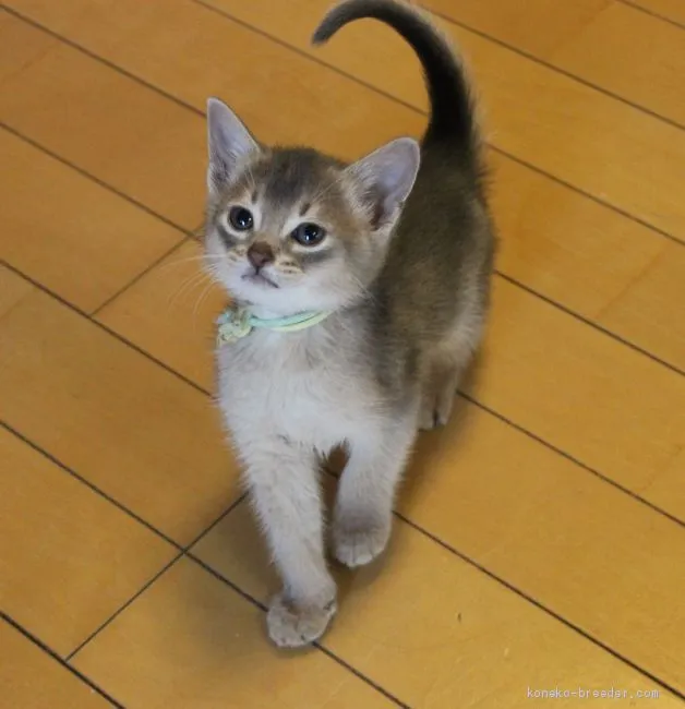 ID：2101-00353の子猫