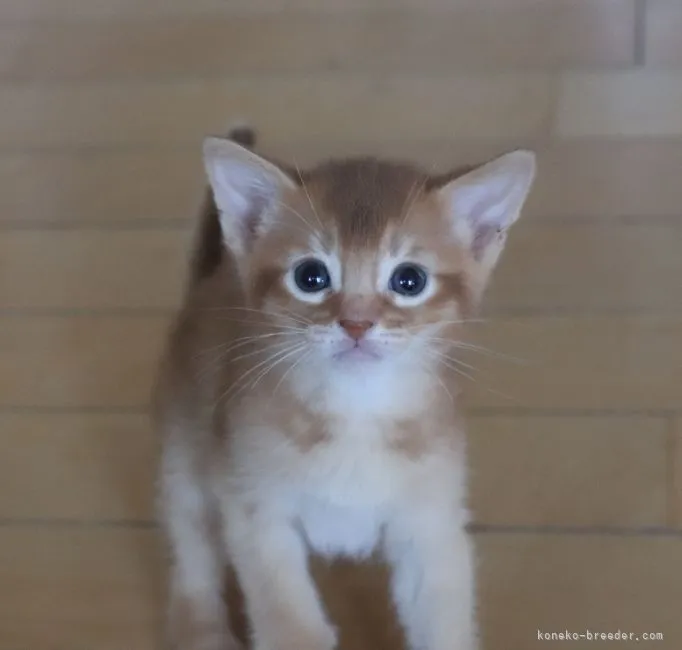ID:2205-00711の子猫