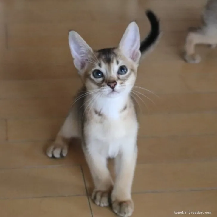 ID:2306-03608の子猫