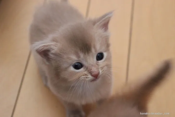 ID:2010-01969の子猫