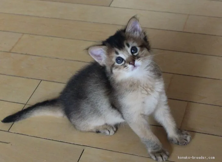 ID:2009-00181の子猫