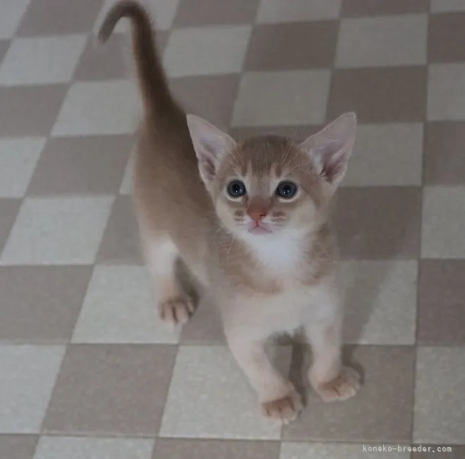 ID：2202-01072の子猫