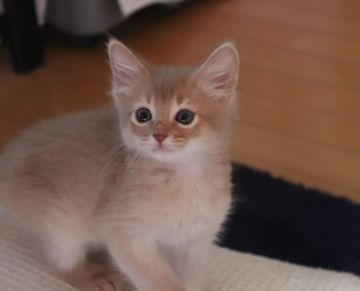 ソマリ【愛媛県・男の子・2021年9月30日・フォーン】の写真「幼名：アール」