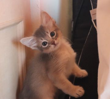 ソマリ【愛媛県・男の子・2021年9月30日・ブルー】の写真「幼名：グレイ」