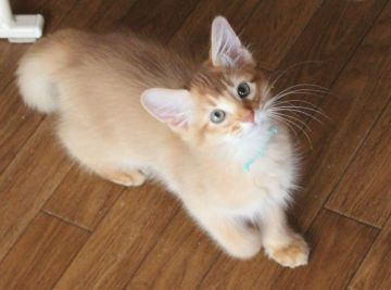 ソマリ【愛媛県・男の子・2018年8月31日・レッド(長毛)】の写真「遊ぶの大好き元気な男の子」