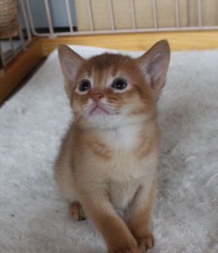 アビシニアン【愛媛県・男の子・2017年11月13日・レッド】の写真「人懐っこい男の子」