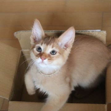 ソマリ【愛媛県・男の子・2021年12月13日・レッド】の写真「幼名：あずき」